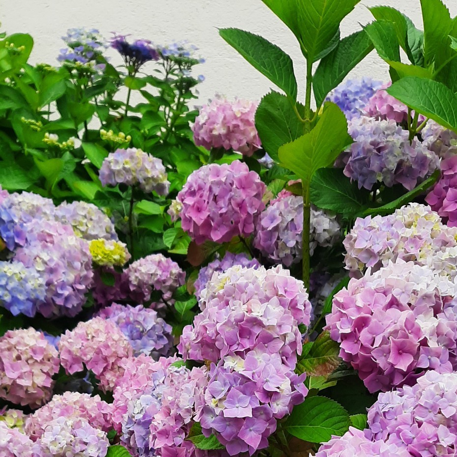 Hortensia